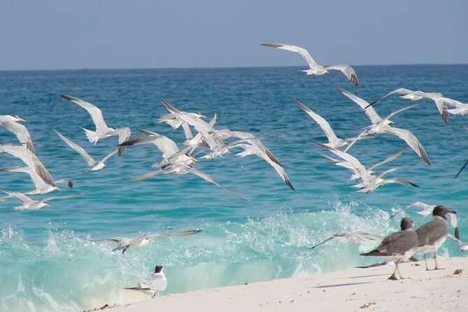 Half Day Zanzibar Mnemba Atoll Marine Reserve Snorkeling Tour - The marine life you’ll actually notice: small things count