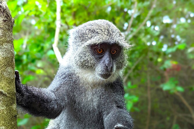 Hidden Arusha Waterfall, Coffee & Village Tour (All-Inclusive) - Private pacing, pickup, and what the $40 actually covers