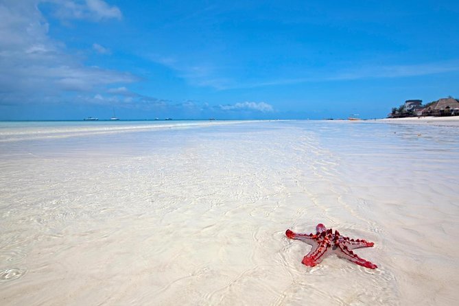 Horse Ride + Swimming with Turtles in Aquarium at Nungwi Beach - Key highlights you should plan around
