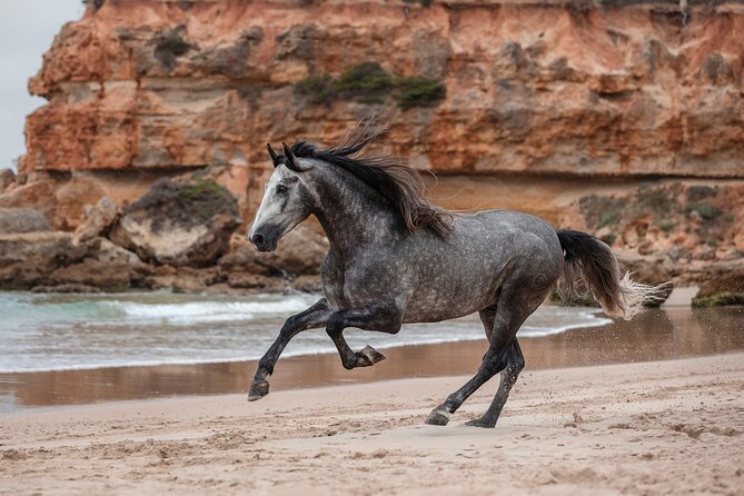 Horse Ride + Swimming with Turtles in Aquarium at Nungwi Beach - Bareback horse ride plus sea swim at Zanzibar Horse Safaris, Mangapwani