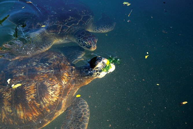 Horse Ride + Swimming with Turtles in Aquarium at Nungwi Beach - Ethics and the rescue-and-release turtle angle