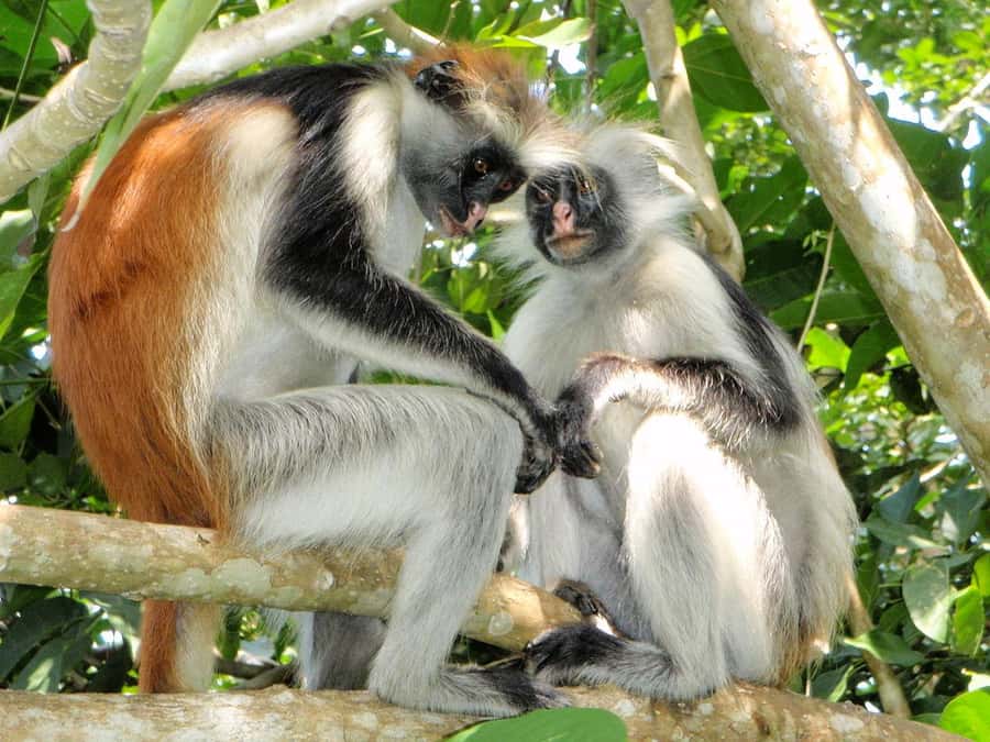 Joazani forest & Spice farm with lunch - Key highlights worth getting excited about