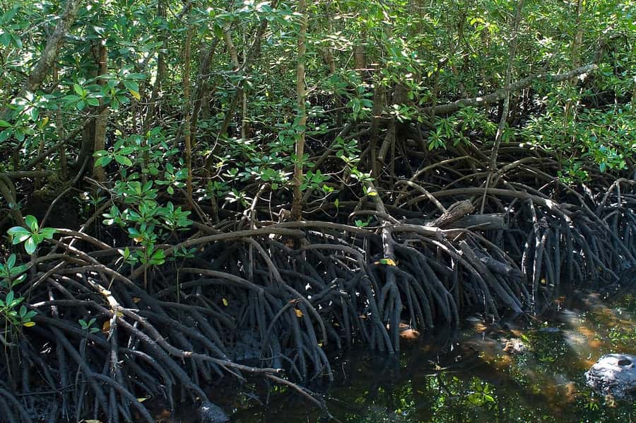 Joazani forest & Spice farm with lunch - Jozani Forest, Zanzibar’s biggest forest walk