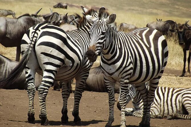 Joining Safari from Mwanza - Quick, High-Value Highlights Before You Book