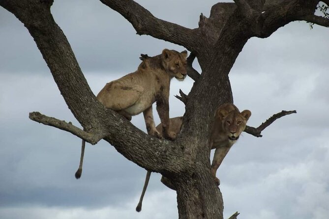 Joining Safari from Mwanza - Mwanza to Serengeti in 3 Days: The Smart Pace