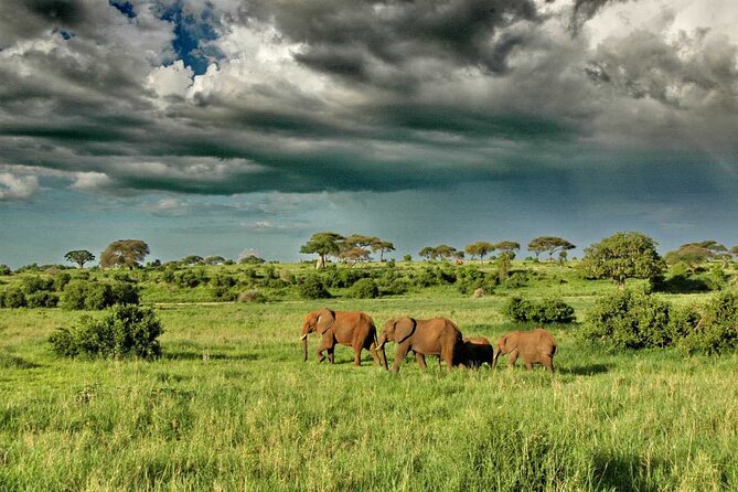 Joining Safari from Mwanza - Game Drives by Time of Day: Why the Schedule Matters