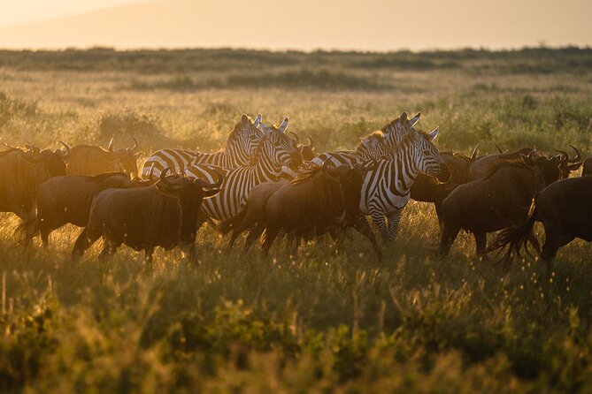 Joining Safari from Mwanza - Day 2 Central Serengeti and the Seronera Area: Big Cats and the Hunt