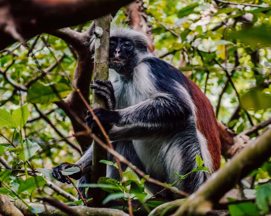 Jozani Forest, kuza cave and mtende beach - Quick hits you can plan around