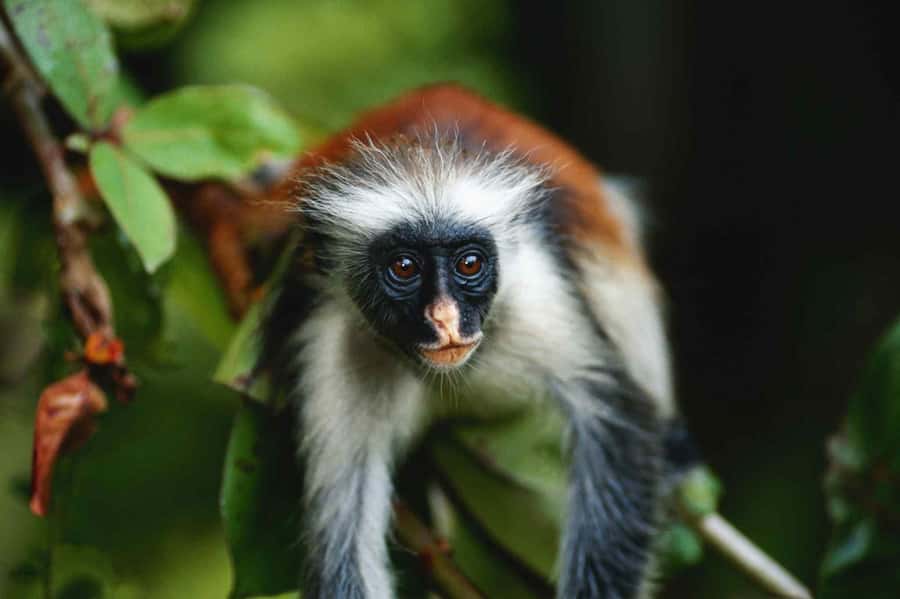 Jozani Forest, kuza cave and mtende beach - Jozani Chwaka Bay: the kind of place where spotting feels real