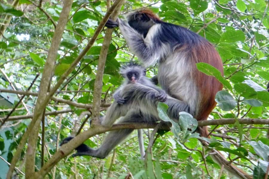 Jozani Forest, kuza cave and mtende beach - Mtende Beach: photos and a calm finish to the day