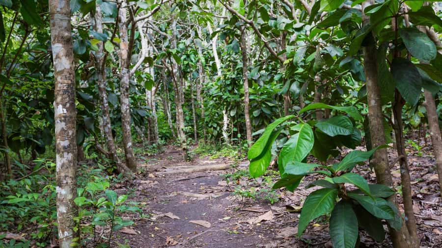 Jozani Forest, kuza cave and mtende beach - Languages and who this private day fits best