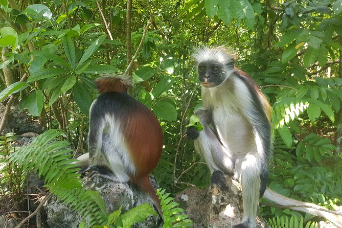Jozani Forest, Kuza Cave, Paje Beach and The Rock Restaurant - Key highlights you should care about
