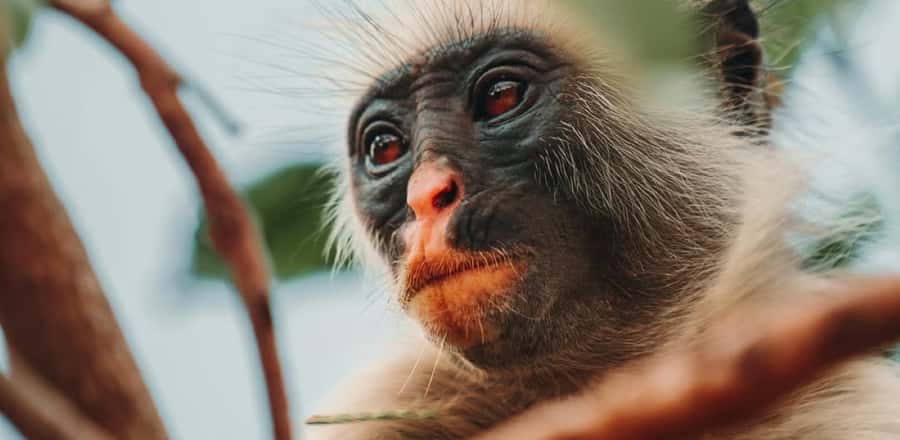 Jozani Forest & Paje Beach Trip with The Rock Restaurant - Jozani Forest: how to make the Red Colobus experience feel real