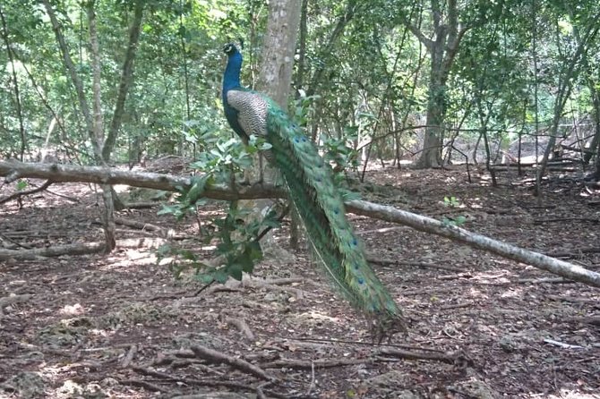 Jozani Forest Reserve Half-Day Guided Tour from Zanzibar - Spotting Zanzibar red colobus monkeys like you mean it
