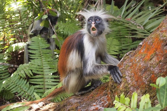 Jozani Forest Reserve Half-Day Guided Tour from Zanzibar - Mangrove boardwalk walk, and why the tide can change everything
