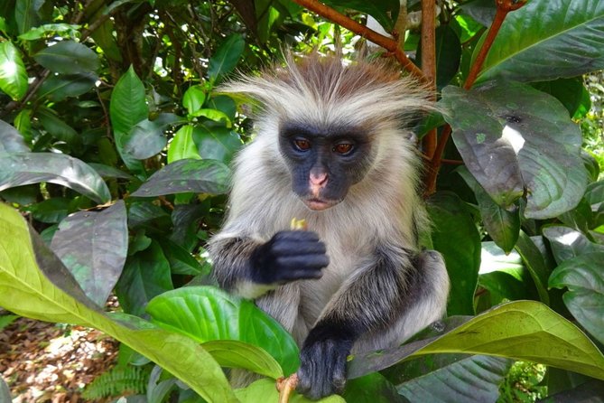 Jozani Forest Reserve Half-Day Guided Tour from Zanzibar - Why a private, ranger-guided tour changes the whole feel