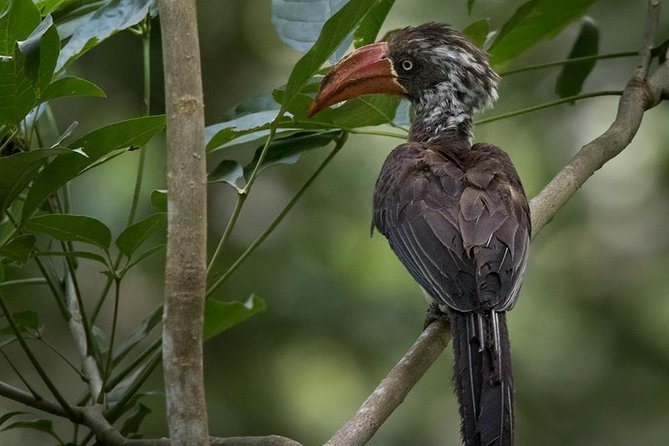 Jozani Forest Reserve Half-Day Guided Tour from Zanzibar - Morning vs afternoon departures, and how to pick your best slot