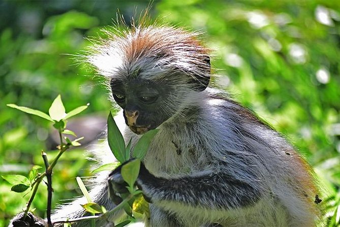 Jozani Forest Reserve Half-Day Guided Tour from Zanzibar - Price and logistics: what $115 buys you in the real world