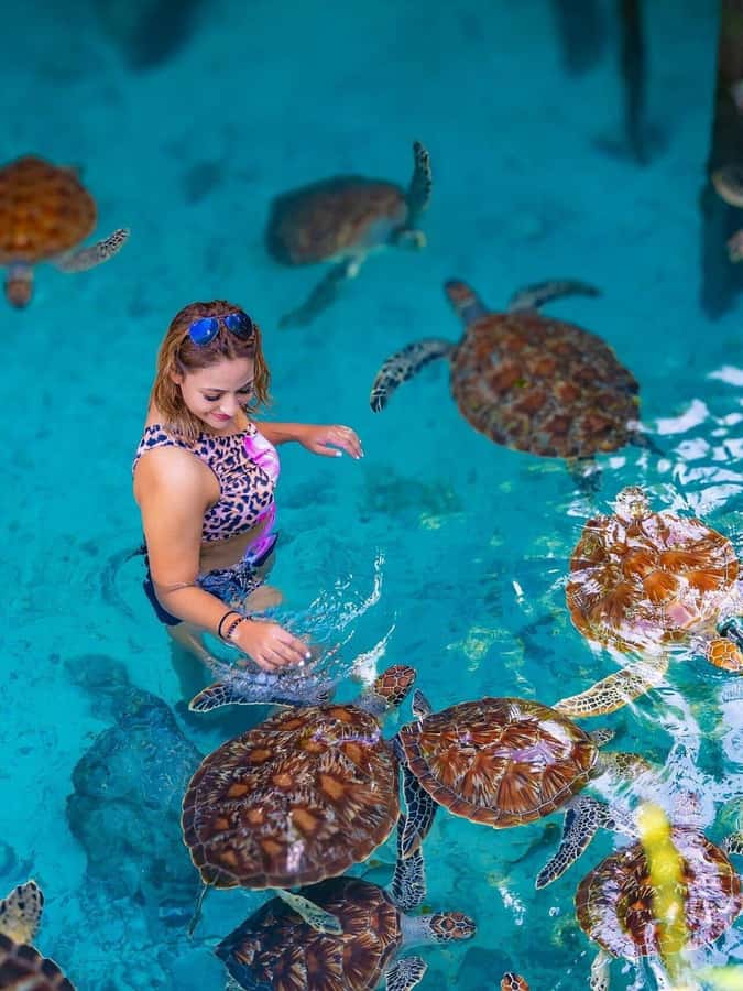 Jozani Forest, Sea Turtles, Blue Lagoon, Starfish & The Rock - Key highlights worth your attention