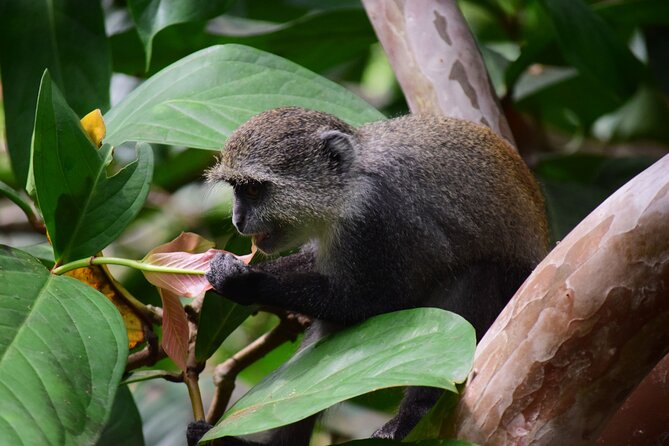 Jozani Forest Tour - The red colobus moment: spotting tips that actually help