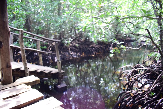 Jozani Forest Tour - Mangrove boardwalk: crabs, tide, and fish among roots