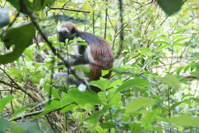Jozani forest tour + Spice Tour - Pickup, transfers, and pacing from Zanzibar City