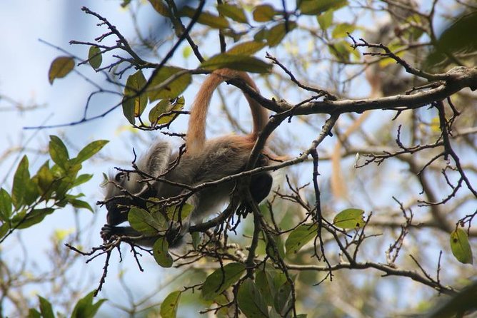 Jozani forest tour + Spice Tour - Price and value: why $99.99 for a combo tour can work
