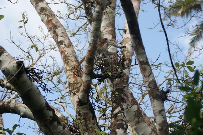Jozani forest tour + Spice Tour - Should you book this tour?