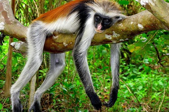 Jozani forest tour + Spice Tour - The forest walk with a private guide: what to watch for
