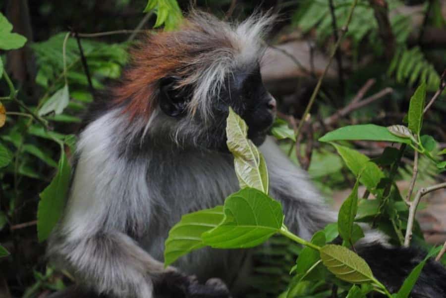 Jozani forest walking tour - Key things that make this tour worth your time