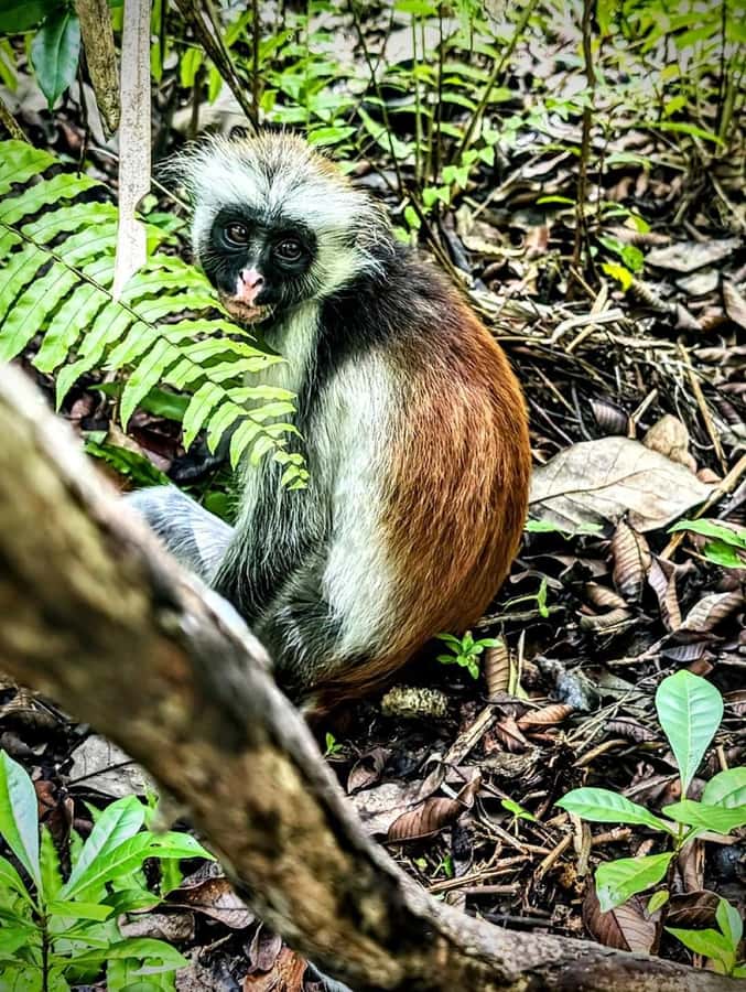Jozani forest walking tour - Jozani National Park: Your Best Shot at Zanzibar Red Colobus