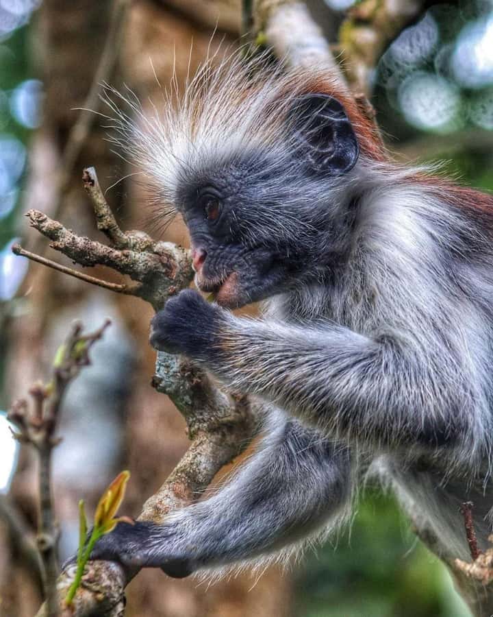 Jozani forest walking tour - Beyond Monkeys: DigiDigi, Elephant Shrew, and Butterflies