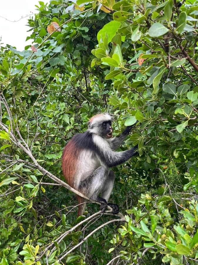 Jozani forest walking tour - Mangroves After the Forest Walk: How They Grow and Why You Care