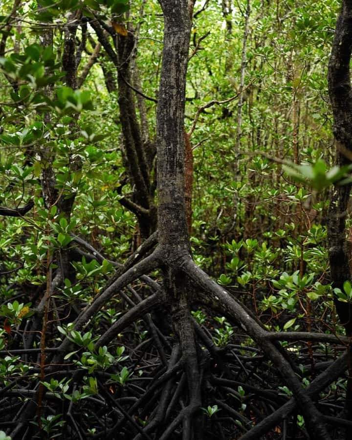 Jozani forest walking tour - What to Bring and How to Enjoy the Walk Comfortably