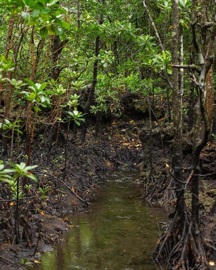 Jozani forest walking tour - Should you book the Jozani forest walking tour?