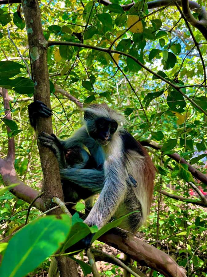 Jozani forest walking tour - FAQ