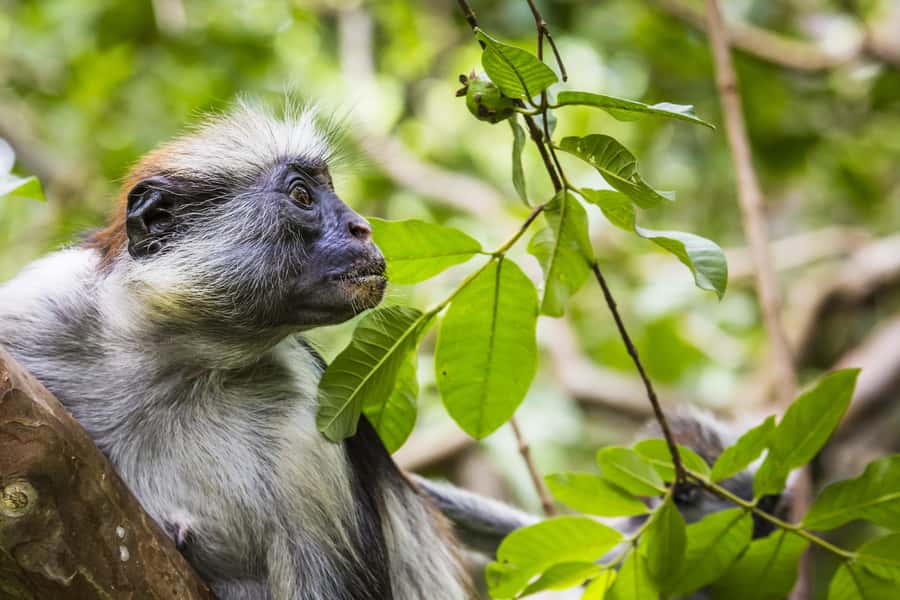 Jozani Monkey Forest & Malum Cave Swimming - A tight 4-hour combo: monkeys plus a cave swim
