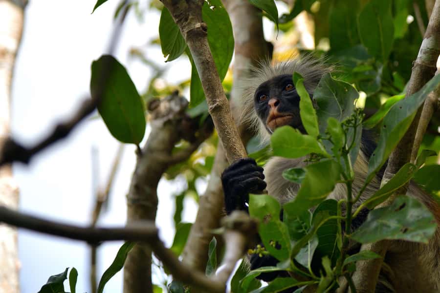 Jozani Monkey Forest & Malum Cave Swimming - Jozani Chwaka Bay National Park: red colobus, blue monkey, and mangroves