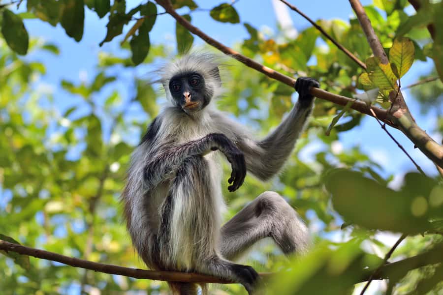 Jozani Monkey Forest & Malum Cave Swimming - Hotel pickup, punctual driving, and a mini van with WiFi