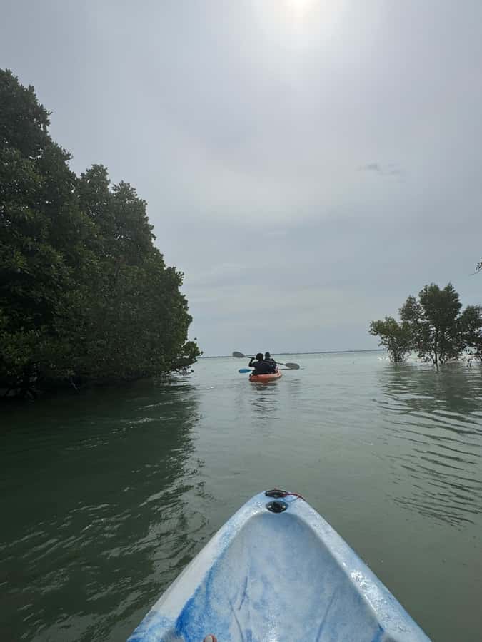 Kayak Mangrove Tour - Michamvi mangroves: why this paddle feels so special