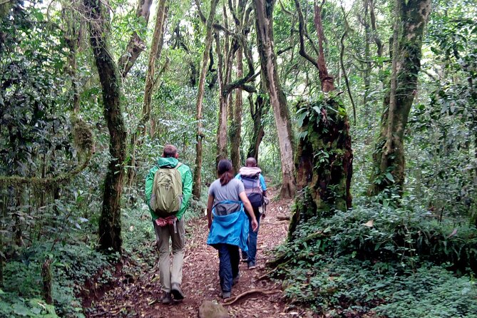 Kilimanjaro 1 Day Hike - Descending the mountain: why the return feels harder