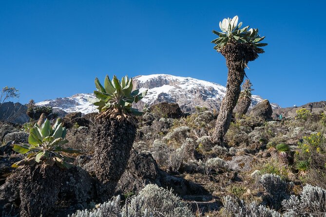 Kilimanjaro Airport Private Transfer from/to Moshi - Price and Logistics: What You’re Really Paying For