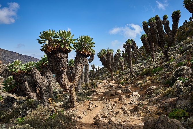 Kilimanjaro climb by Lemosho Route (7-day) - Day 5: Barranco Wall, then Karanga Camp and another altitude check
