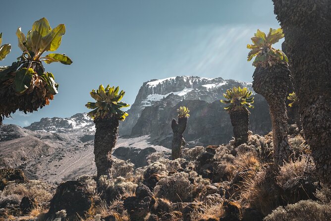 Kilimanjaro climb, Lemosho Route (6-day) - First Day in Moshi and at JRO: Getting Off on the Right Foot