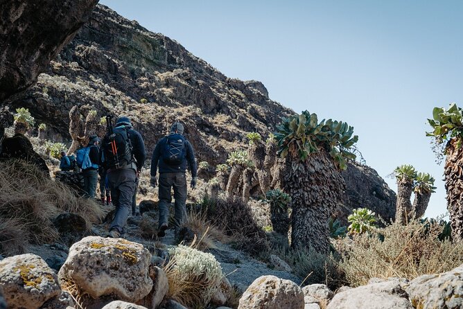 Kilimanjaro climb, Machame Route (7-day) - Descent to Mweka Gate: The Relief Day That Still Requires Attention