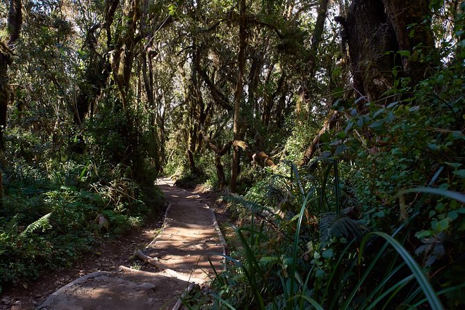 Kilimanjaro climb, Marangu route (6-day) - Day 6: Summit night to Uhuru Peak (5,895 m) with close guide support