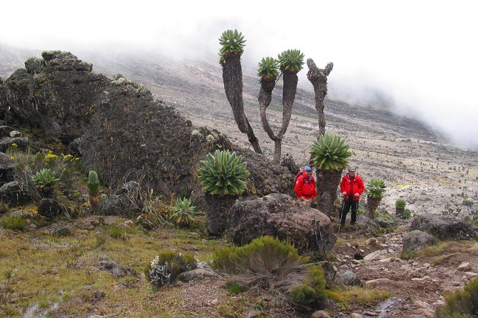 Kilimanjaro Climb & Safari - Lemosho Route - 13 Day - Summit day, crater rim, and Uhuru Peak: what the itinerary sets you up for