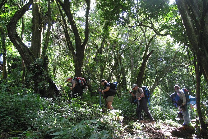 Kilimanjaro Climb & Safari - Lemosho Route - 13 Day - Day 10 to 11: scree descent, Millennium Camp, and the final walk to the gate