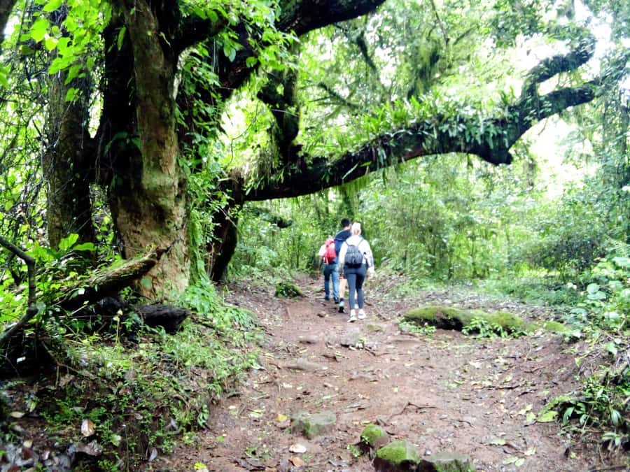 Kilimanjaro: Day trip -hike to Mandara Hut Kilimanjaro 2700m - Lunch and water at altitude, what your body will thank you for