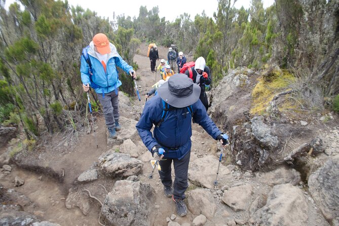 Kilimanjaro Lemosho Route 7 Days - Day 4: Lava Tower Lunch, Optional Non-Technical Scramble, Then Barranco Descent